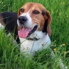 Photo 3 de chien estonien