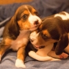 Photo 6 de chien estonien
