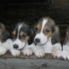 Photo de chien estonien 2