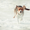 Photo 1 de chien estonien
