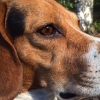 Photo 4 de chien estonien