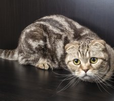 Chat écossais photo 5