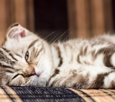 Scottish fold chat photo 2