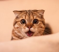 Chat écossais photo 3