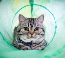 Scottish fold photo de chat 9
