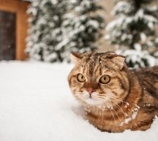 Chat Scottish fold photo 1