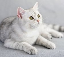 Chat écossais photo 12