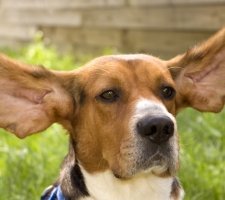 Basset Hound et ses grandes oreilles