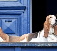 Deux basset adultes