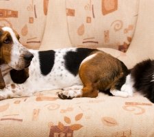Basset Hound et le chat se regardent