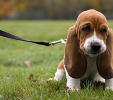 Chiot Basset Hound dans la nature