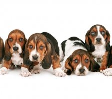 Six chiots Basset Hound
