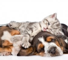 Chiots Basset Hound et un chaton