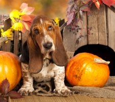 Regard triste Basset Hound