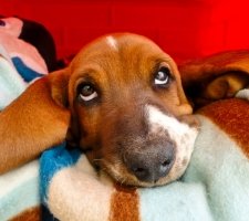 Basset Hound fait rêver
