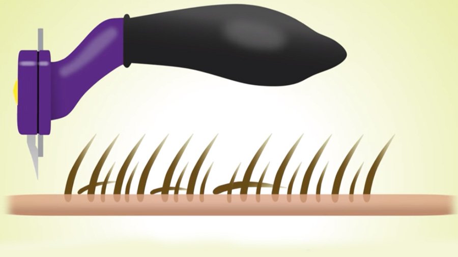 Furminator pour un chat