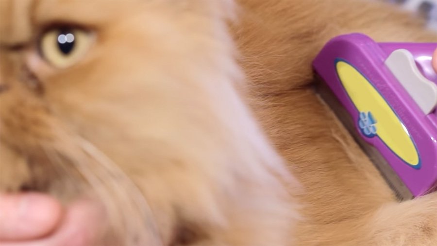 Furminator pour chats