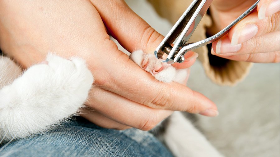 Comment couper les griffes d'un chat