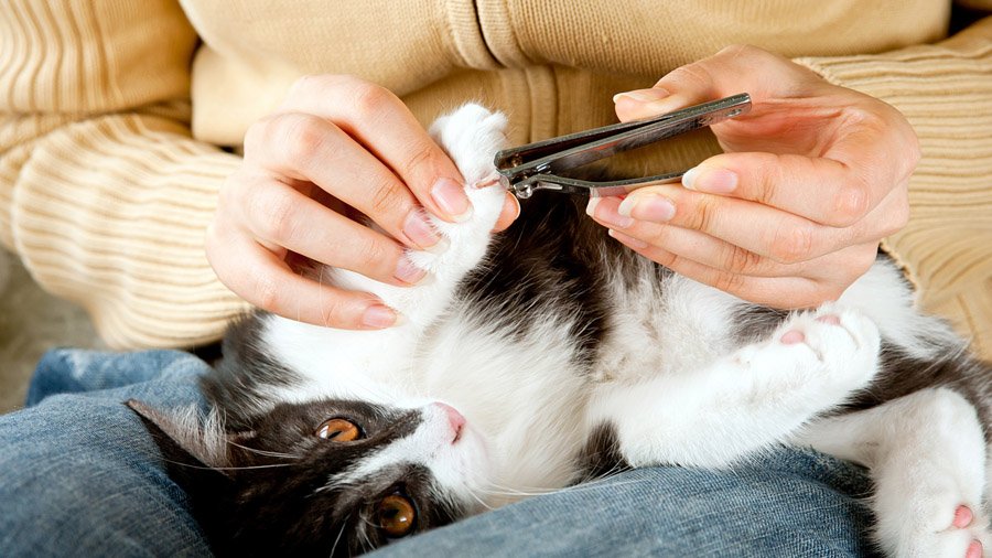 Comment couper les griffes d'un chat