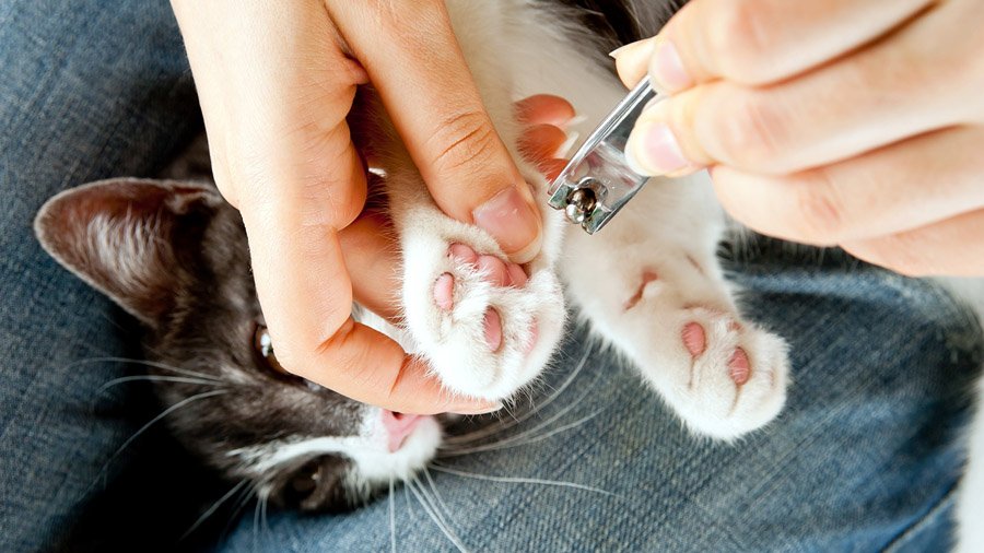 Comment couper les griffes d'un chat