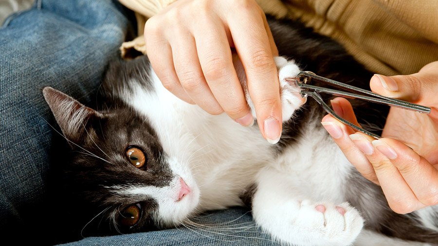 Comment couper les griffes d'un chat