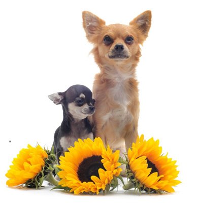 Chihuahua