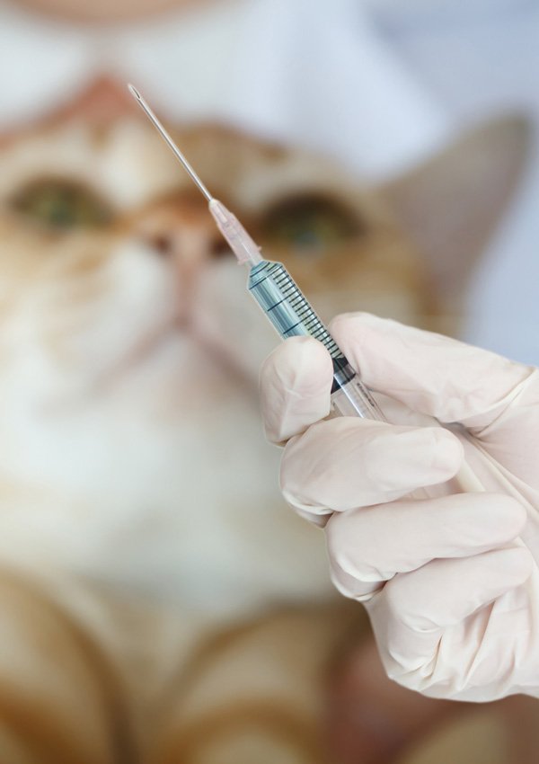 Donner une injection à un chat
