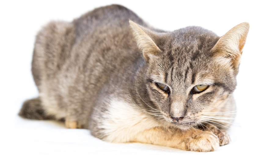 Le chat a une calcivirose