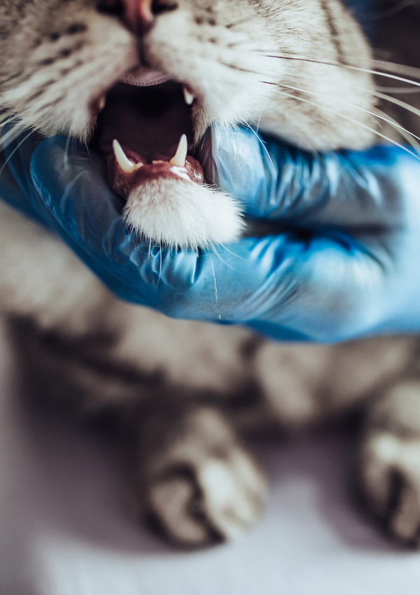 Vétérinaire et chat