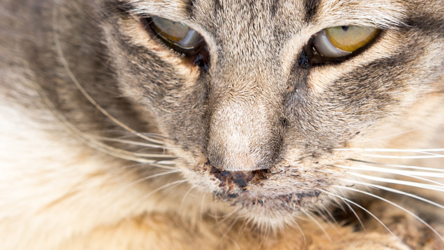 Calcivirose chez un chat