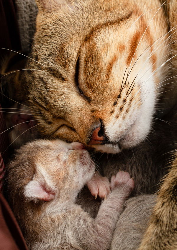 Chat et chaton