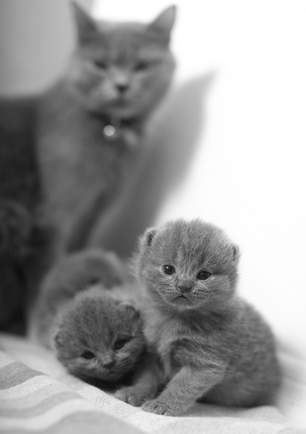 Chat et chaton