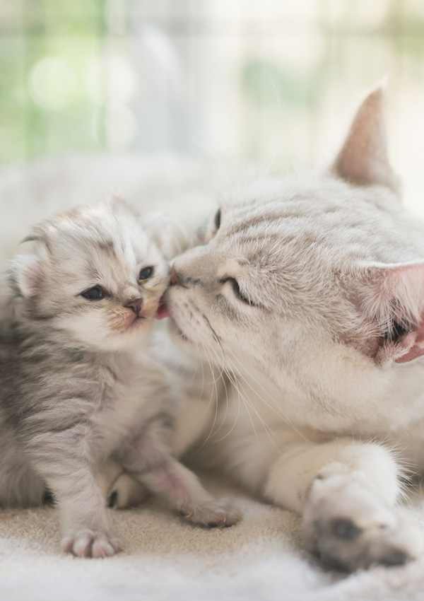 Le chat embrasse le chaton