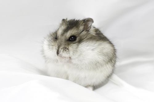 Grossesse chez les hamsters - combien de temps elle dure, conditions, signes et naissance