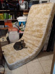 Chat sur le matelas