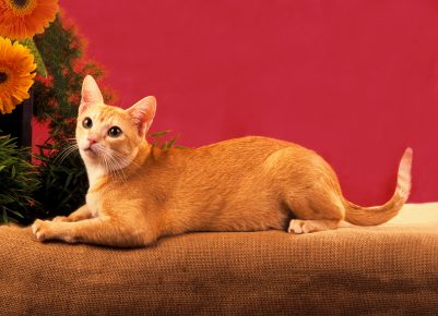 Chat de Ceylan