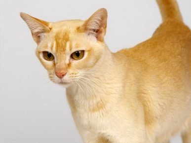 Chat de Ceylan