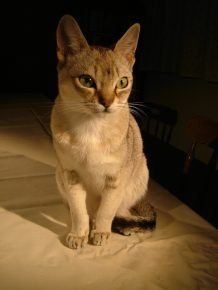 Chat de Ceylan