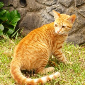 Ceylon minou
