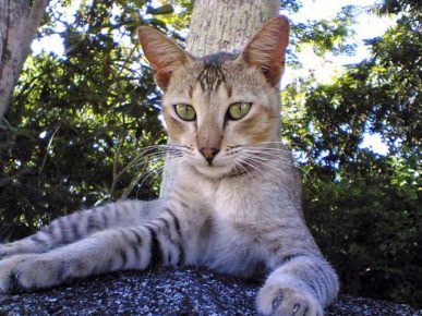 Chat de Ceylan