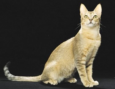 Chat de Ceylan