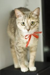 Ceylon minou