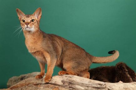 Chat de Ceylan