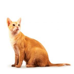 Chat de race de Ceylan