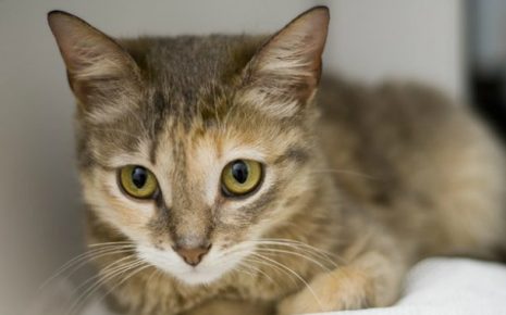 Les yeux d'un chat de Ceylan