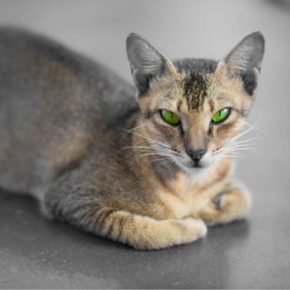 Les yeux d'un chat de Ceylan