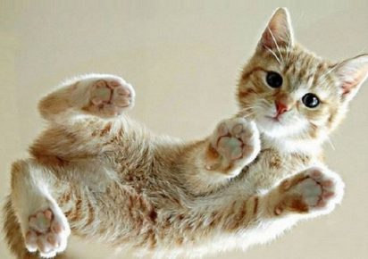 Race de chaton Ceylan