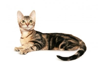 Chat tortue de Ceylan