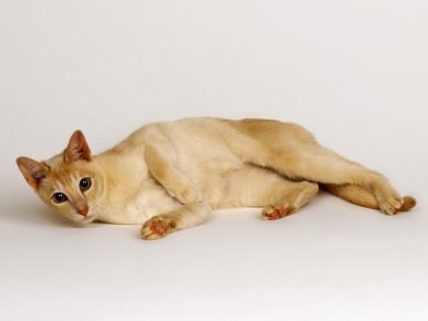 Chat de Ceylan