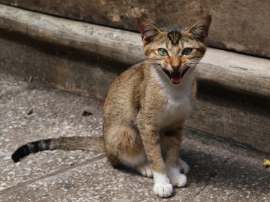 chat ceyl
